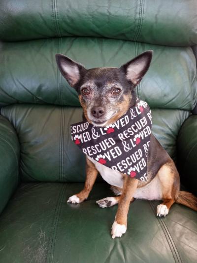 Lila the dog wearing a "rescued & loved" bandanna
